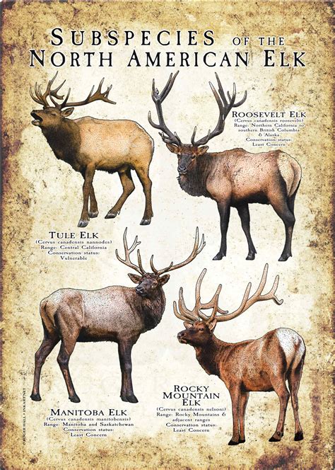 Tule and Roosevelt elk bulls and cows weigh an average of 400 lbs. . Roosevelt elk vs rocky mountain elk
